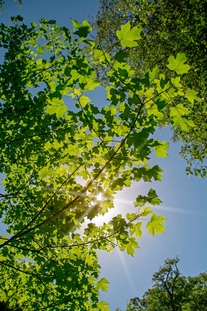 Low angle scene with rays of the sun breaking through the green leaves of a maple tree. Natural background - Photo, Image