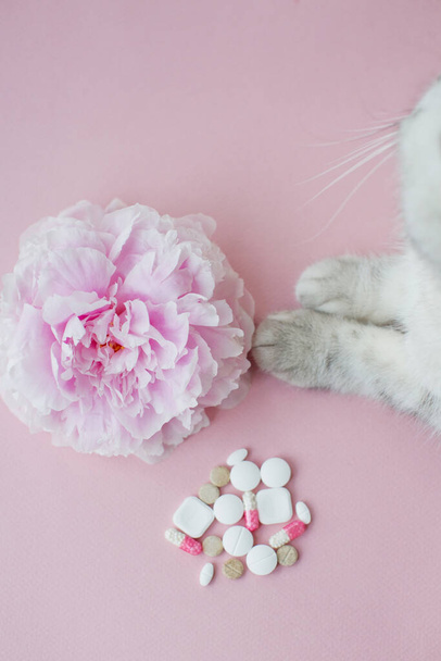 Koncepcja alergii, kwiat, kot i pigułki. Różowy piwonia, szary kot i różne tabletki na różowym tle - Zdjęcie, obraz