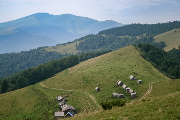 Panoramisch uitzicht op het weidelandschap met kleine huisjes en boerderijdieren vanuit de lucht. Wandelen levensstijl concept in een bergen. Vakantie activiteit outdoor reis in de Karpaten, Oekraïne - Foto, afbeelding