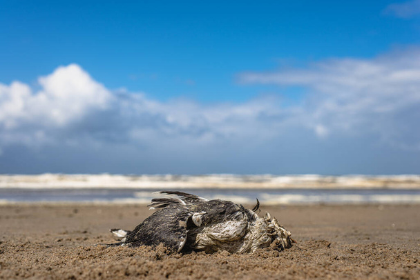 Une mouette morte posée sur une plage de sable
 - Photo, image