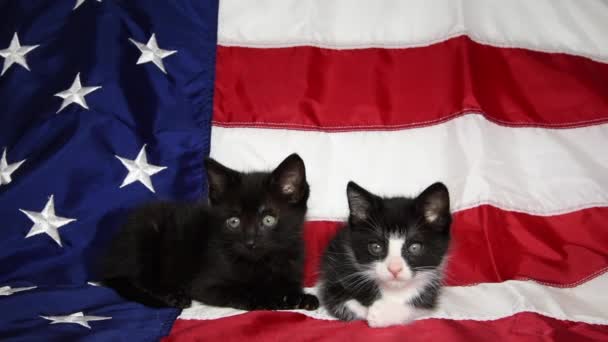 05_20_20_HD video Tuxedo Kittens Patriotic - Footage, Video