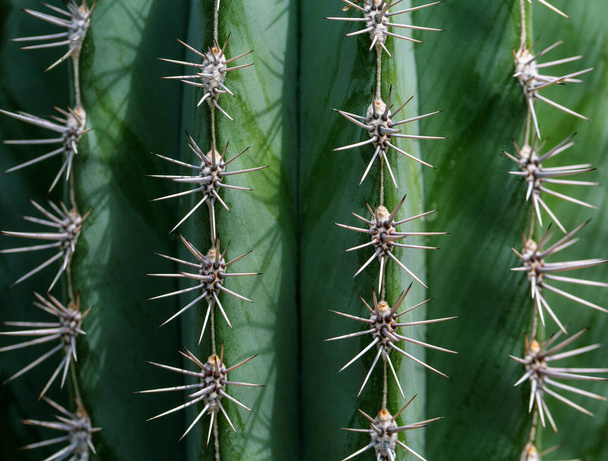 Крупный план шипов на кактусе, фоновый кактус с шипами - Фото, изображение
