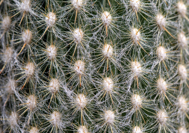 Closeup of spines on cactus, background cactus with spines - Фото, изображение