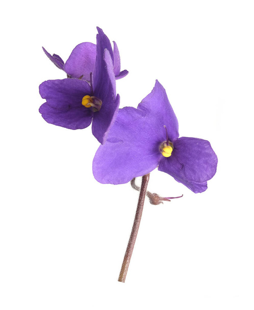 Violet λουλούδι close-up απομονώνονται σε λευκό φόντο - Φωτογραφία, εικόνα