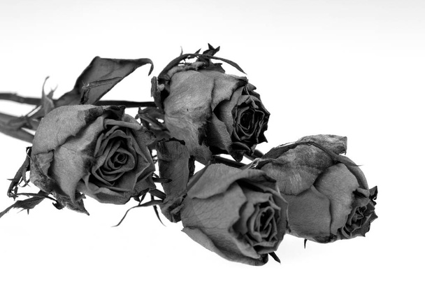 Μπουκέτο με ξηρά τριαντάφυλλα σε μαύρο χρώμα. Απομονωμένα σε λευκό - Φωτογραφία, εικόνα