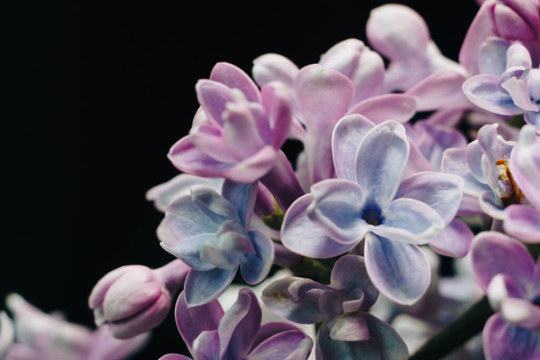 close-up of lilac flowers on a black background - Foto, afbeelding