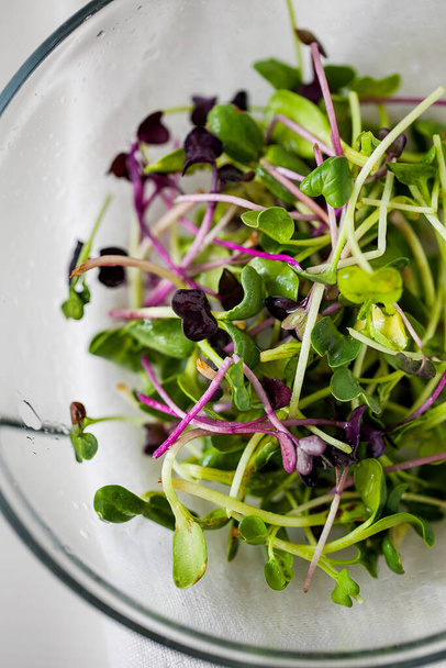 Mixed organic micro greens sprouts garnish in glass plate on white background.Young Fresh Water Cress,red kale and sunflower sprouts. Healthy food lifestyle diet concept - Foto, imagen