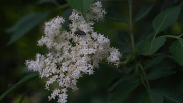 Elder Flower in slight breeze (Sambucus nigra) - Materiał filmowy, wideo