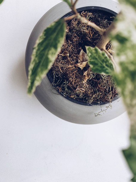Vista superior de uma planta desfocada em um vaso de flores cinza focado no fundo branco
. - Foto, Imagem