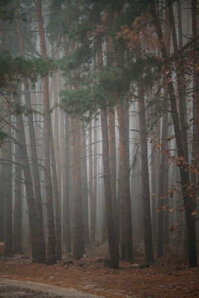 Borový mlhavý les. Dobré ráno v přírodě. Deštivý vlhký zamračený den. Podzim. - Fotografie, Obrázek