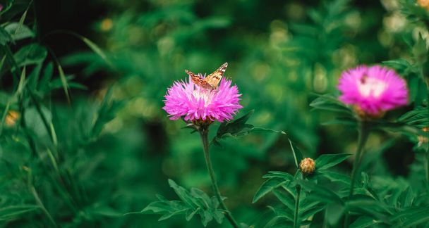 Ροζ λουλούδι τομέα και πεταλούδα. Η πεταλούδα κάθεται και γονιμοποιεί το λουλούδι. - Φωτογραφία, εικόνα