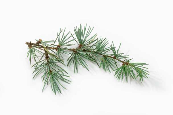 Blue spruce branch isolated on white background. Picea pungens - Photo, Image