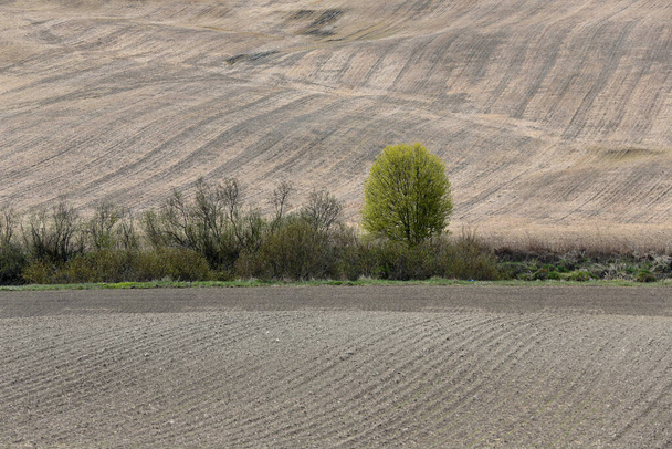 Un paesaggio rurale con campi e cespugli all'inizio della primavera
 - Foto, immagini