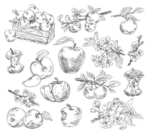 Freehand drawing apples - Vektori, kuva