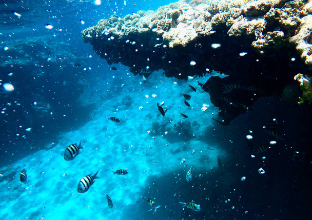 Huge amount of fish, red sea, coral reefs - Photo, Image