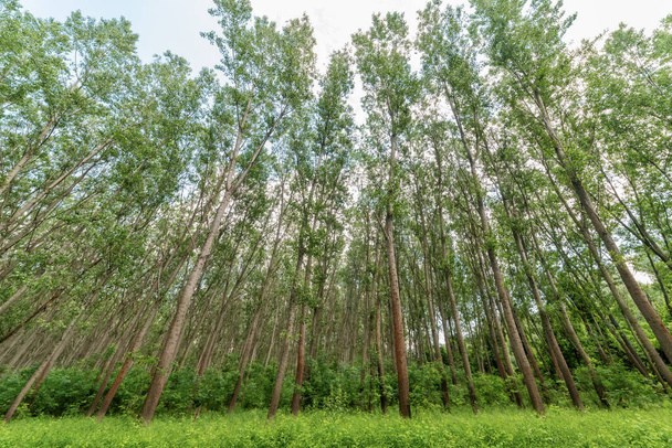 Зеленые весенние деревья в лесу. Вид под низким углом
. - Фото, изображение