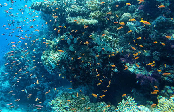 Subacqueo, enorme quantità di pesce nel Mar Rosso
 - Foto, immagini