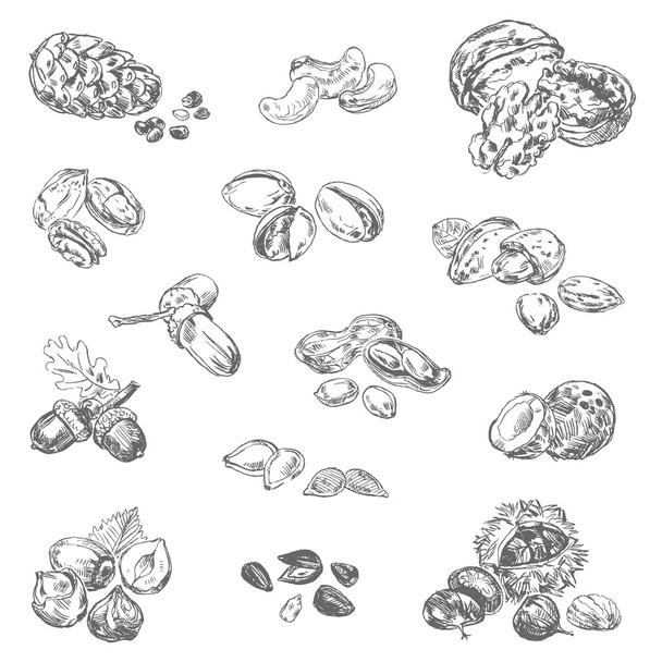 Freehand drawing nuts - Vector, Image