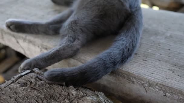 Szary kot macha ogonem. zbliżenie bez twarzy - Materiał filmowy, wideo