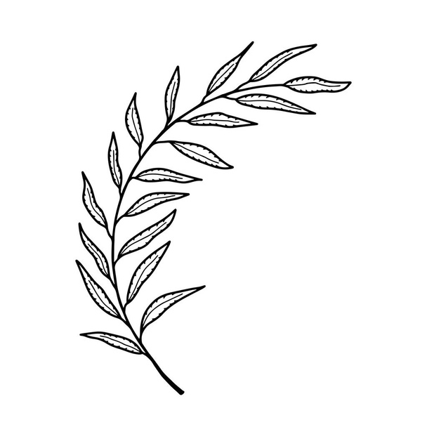 Olive gebogen tak op een witte achtergrond. Abstract zwart-wit vector illustratie van een mooie olijftak. Geïsoleerd object voor afdrukken, uitnodigingskaarten, ansichtkaarten.  - Vector, afbeelding