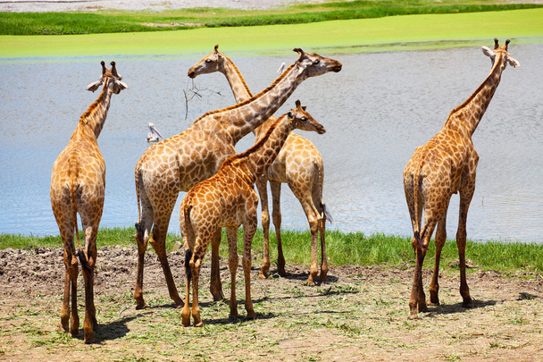 Grupo de jirafas comiendo hierba
 - Foto, Imagen