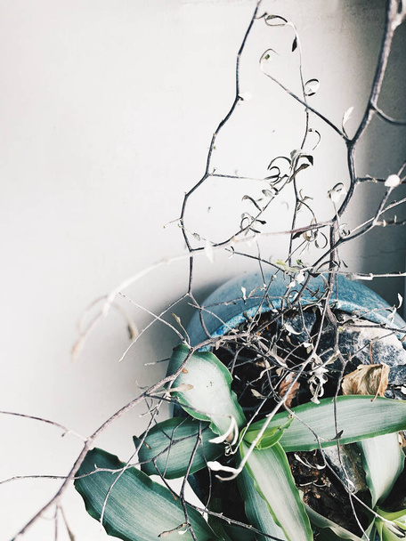Vista superior de uma planta exótica com um galho em um pote vintage em um fundo branco
. - Foto, Imagem