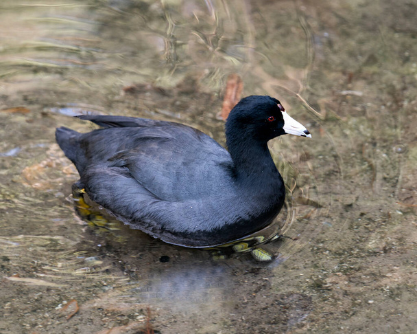 American Coot bird close up profile view in the water, displaying red eye, white beak, green feet and black feathers plumage in its environment and surrounding. - Photo, Image