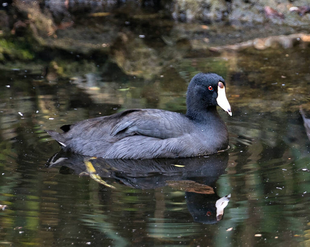 American Coot bird vue de profil rapprochée dans l'eau, affichant les yeux rouges, le bec blanc, les pieds verts et le plumage de plumes noires dans son environnement et ses environs
. - Photo, image