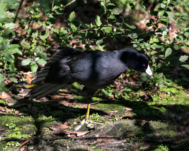 American Coot madár közelkép profil nézet megjelenítő kiterjesztett szárnyak, fekete fej, vörös szem, fehér csőr, zöld láb, fekete toll tollazat a környezetben, és a környező moha és lombozat előtér és a háttér. - Fotó, kép