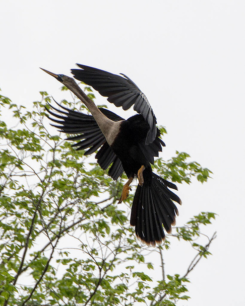 Vista de primer plano del perfil del ave Anhinga exponiendo su cuerpo, cabeza, pico, alas en su entorno y alrededores
. - Foto, imagen