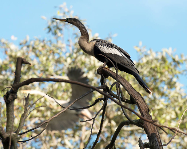 Anhinga bird female perched displaying its body, head, beak, wings in its environment and surrounding with a bokeh background. - Foto, Imagen