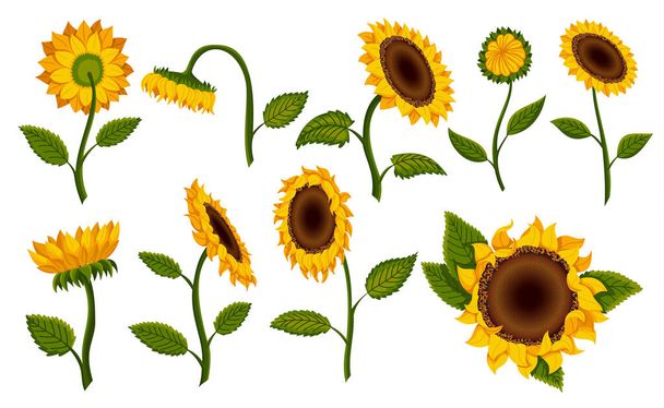 Collection decorative sunflower blossom. Hand drawn sunflower with green leaves. Decorative floral design elements for invitations and cards - Vettoriali, immagini