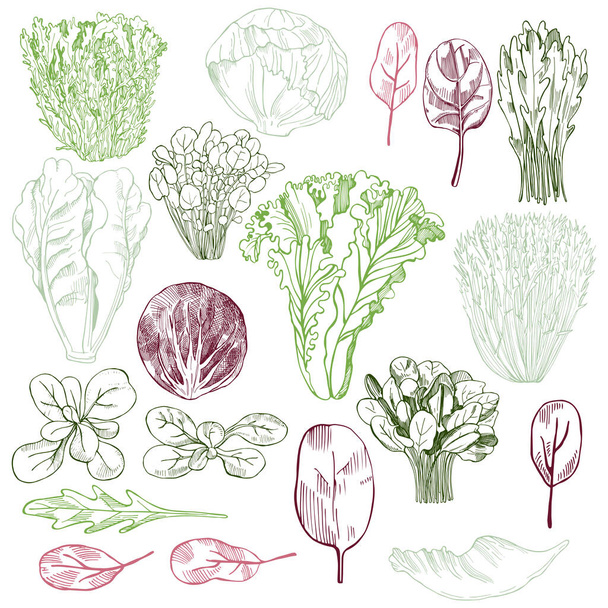 Hand drawn different kinds of lettuce. Vector background. - Vetor, Imagem