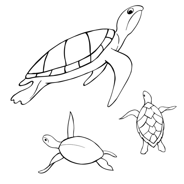 Underwater turtle.  Vector sketch  illustration. - Vektör, Görsel