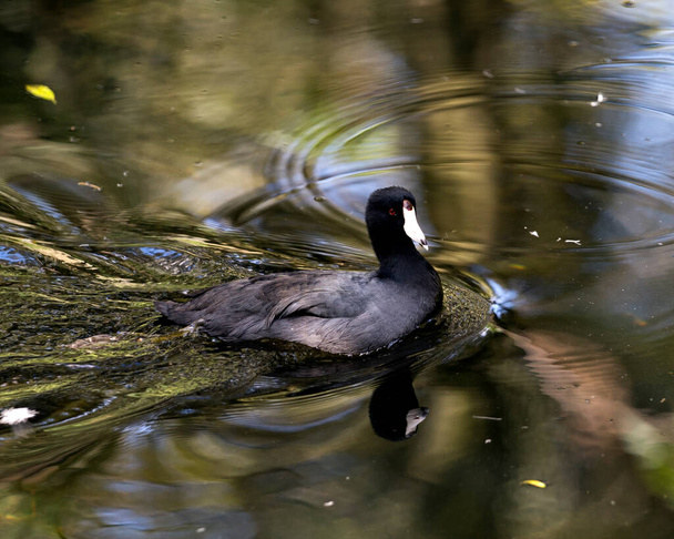 Fekete skót vagy amerikai skót madár közelről úszás a vízben, megjelenítve a fejét, szem, csőr, zöld láb és fekete tollazat, és élvezi a környezet és a környező egy szép test reflexió. - Fotó, kép