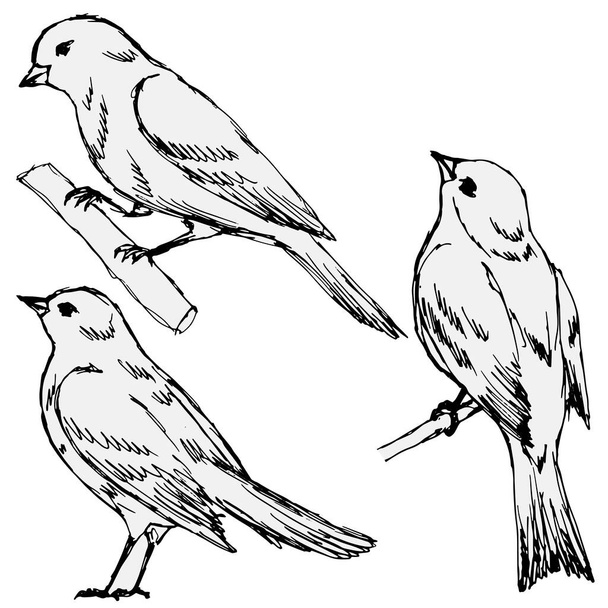 jogo de pássaros desenhados no estilo de esboço
 - Vetor, Imagem