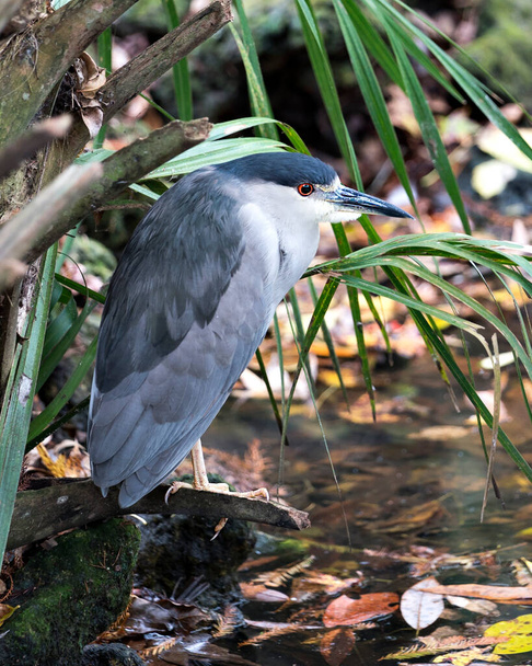 Μαύρο στεφάνι Night-heron ενήλικο πουλί γκρο πλαν προβολή προφίλ σκαρφαλωμένο από το νερό που εμφανίζει μπλε φτερά φτέρωμα, κεφάλι, ράμφος, μάτι, πόδια στο περιβάλλον και το περιβάλλον του με φόντο φύλλωμα. - Φωτογραφία, εικόνα
