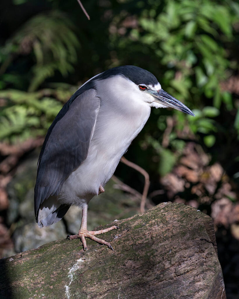 Black crowned Night-heron adult bird close-up profile view perched on a log  displaying blue feathers plumage, head, beak, eye, in its habitat and environment with a blur background. - 写真・画像