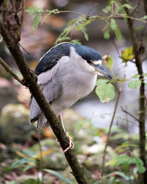 Black crowned Night-heron adult bird close-up profile view perched on a branch, displaying bleu feathers plumage, white breast, head, beak, eye, in its surrounding and environment. - Fotografie, Obrázek