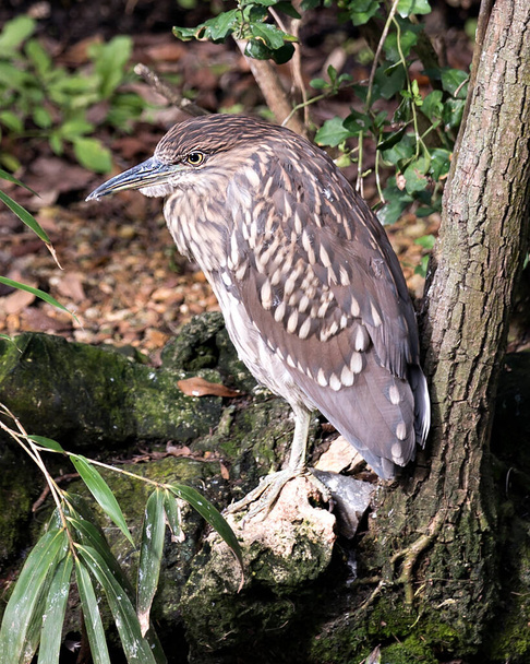 Μαύρο στεφάνι Night-Heron ενήλικο πουλί γκρο πλαν προβολή προφίλ σκαρφαλωμένο στο κάτω μέρος ενός δέντρου εμφανίζει καφέ φτερά φτέρωμα, κεφάλι, ράμφος, μάτι, στο περιβάλλον και το περιβάλλον του με φόντο φύλλωμα.  - Φωτογραφία, εικόνα