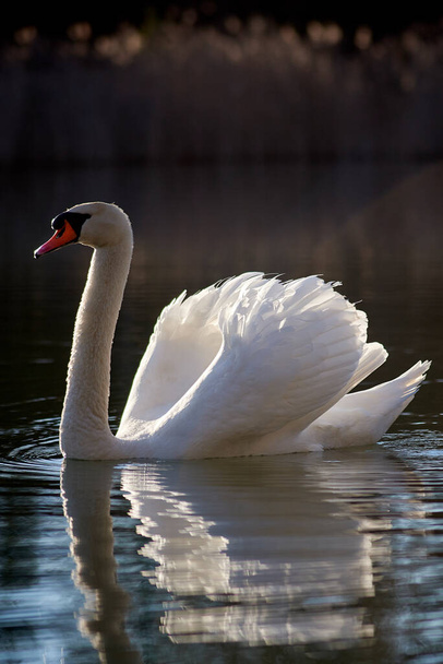 Lago com um cisne branco - Foto, Imagem