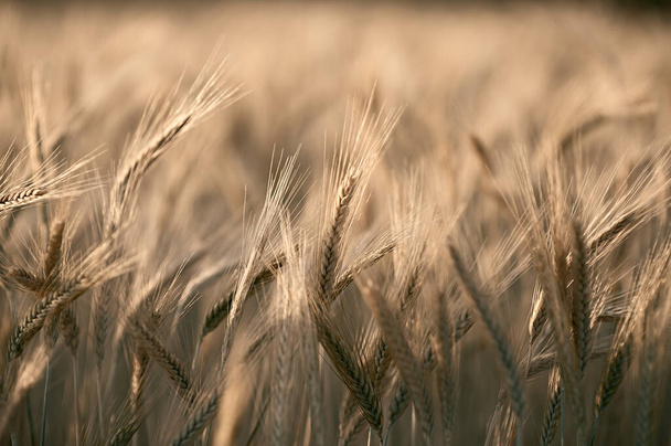 Un primer plano de un campo de cereales
 - Foto, Imagen