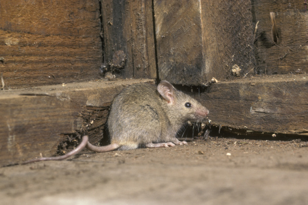 Casa Mouse, mus musculus
 - Foto, immagini