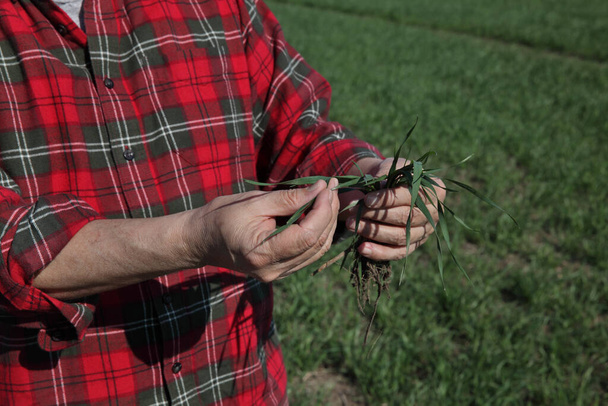 Farmer or agronomist inspecting quality of wheat in early spring, closeup of hands holding plant - Foto, immagini