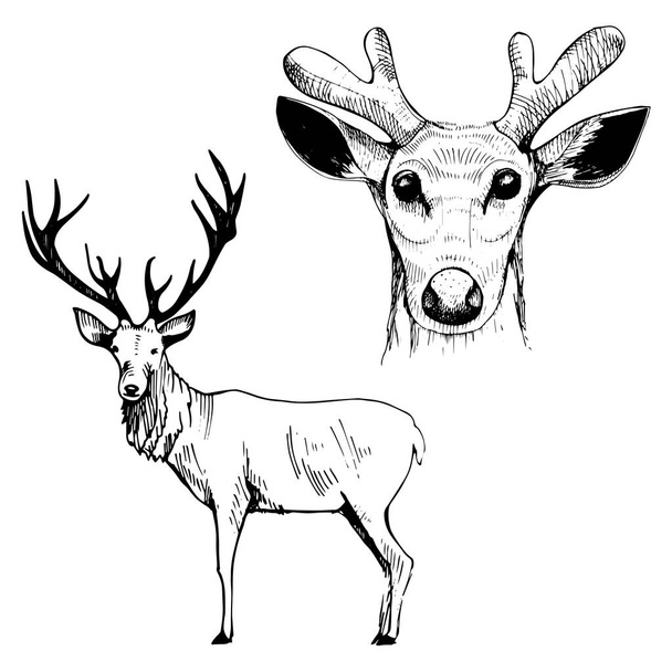 Hand-drawn deer.  Vector illustration. - Vector, Image