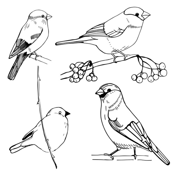 Hand-drawn bullfinch. Vector sketch illustration. - Vector, afbeelding