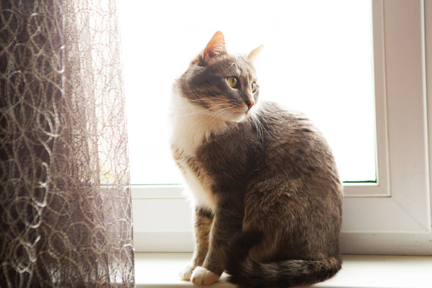 Young grey cat sits on the windowsill - Photo, Image