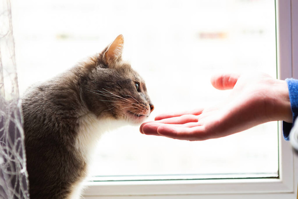 L'uomo accarezza il gatto vicino alla finestra. Animali domestici
 - Foto, immagini