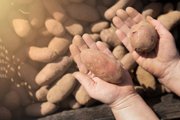 red potato variety of different shapes in the hands on the background of potatoes. Sowing season. - Foto, immagini