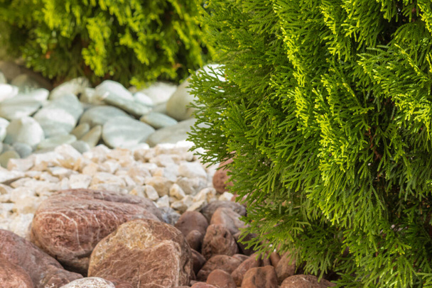closeup of thuja plant leaves growing in rock garden - Photo, Image